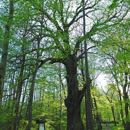 Smolarnia 3* Siedlisko (Greater Poland)