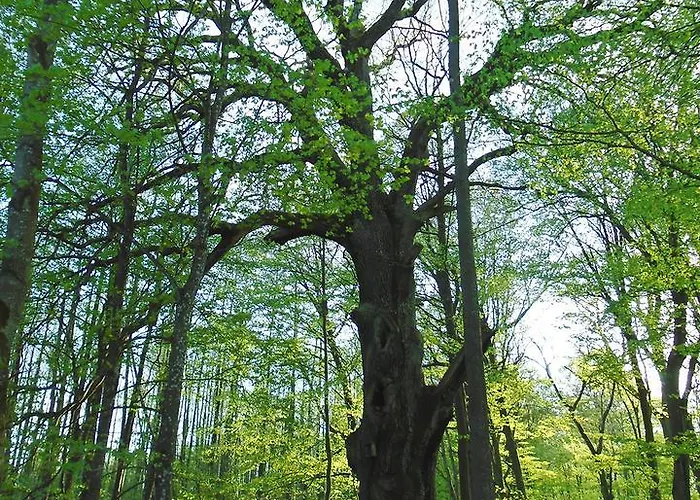 Smolarnia 3* Siedlisko (Greater Poland)