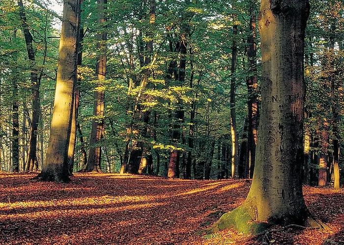 Smolarnia Siedlisko (Greater Poland)